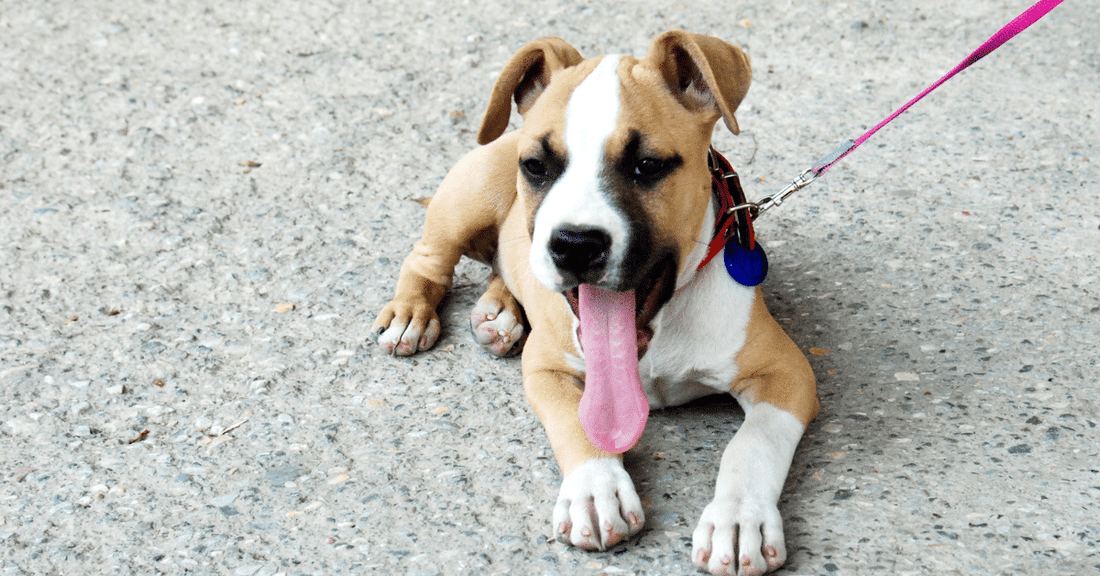 signs of joint disorders in dogs