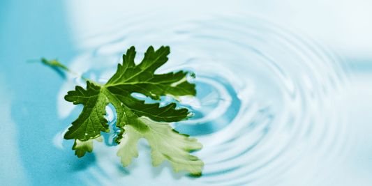 chlorophyll water