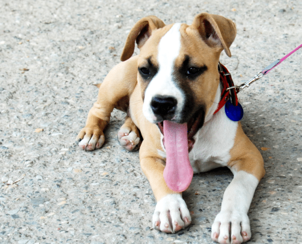 signs of joint disorders in dogs
