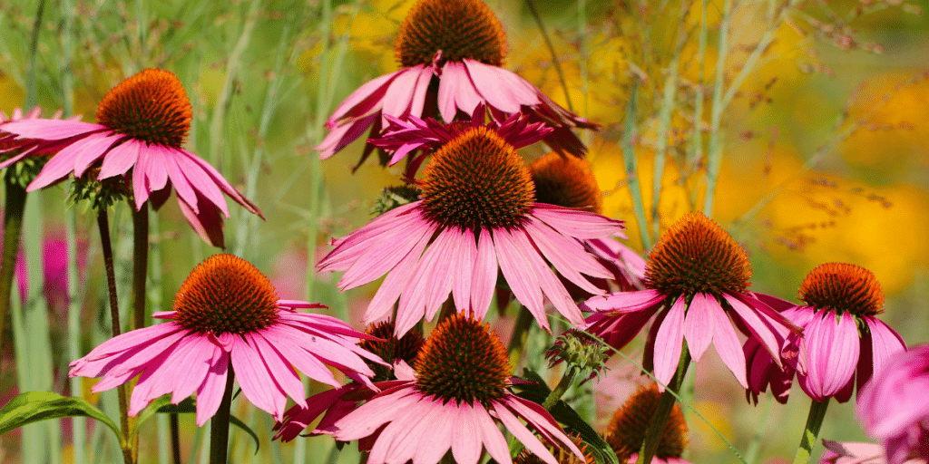 what is echinacea